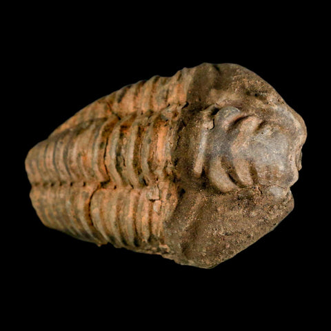 3.2" Flexicalymene Trilobite Fossil Ordovician Age Tazzarine Region Morocco COA - Fossil Age Minerals