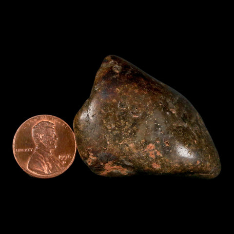1.9" Sauropod Dinosaur Stomach Stone Gastrolith Rock Gizzard Stone COA - Fossil Age Minerals