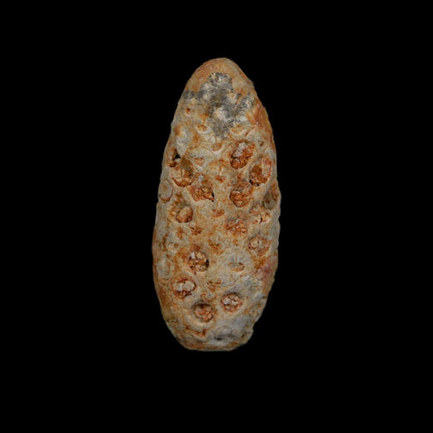 1.8" Fossil Pine Cone Equicalastrobus Replaced By Agate Eocene Age Seeds Fruit