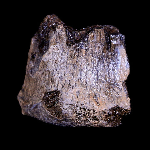 1.4" Centrosaurus Fossil Bone Judith River FM Montana Cretaceous Dinosaur COA - Fossil Age Minerals