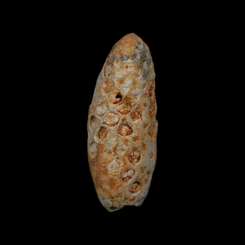 1.8" Fossil Pine Cone Equicalastrobus Replaced By Agate Eocene Age Seeds Fruit