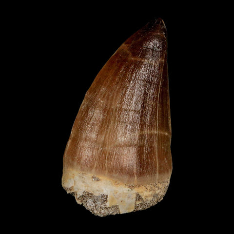 XL 2.1"  Mosasaur Prognathodon Fossil Tooth Cretaceous Dinosaur Era COA & Stand