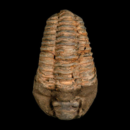 3.2" Flexicalymene Trilobite Fossil Ordovician Age Tazzarine Region Morocco COA