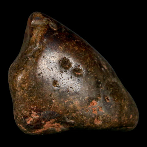 1.9" Sauropod Dinosaur Stomach Stone Gastrolith Rock Gizzard Stone COA - Fossil Age Minerals