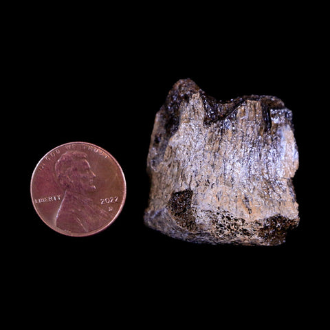 1.4" Centrosaurus Fossil Bone Judith River FM Montana Cretaceous Dinosaur COA - Fossil Age Minerals