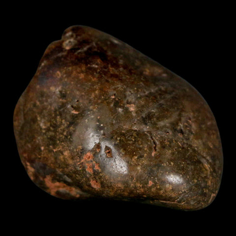1.9" Sauropod Dinosaur Stomach Stone Gastrolith Rock Gizzard Stone COA - Fossil Age Minerals