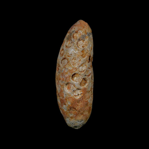 1.8" Fossil Pine Cone Equicalastrobus Replaced By Agate Eocene Age Seeds Fruit