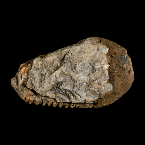 3.2" Flexicalymene Trilobite Fossil Ordovician Age Tazzarine Region Morocco COA - Fossil Age Minerals