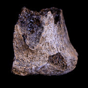 1.4" Centrosaurus Fossil Bone Judith River FM Montana Cretaceous Dinosaur COA