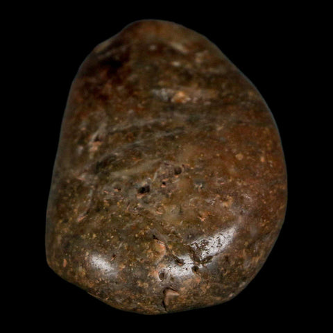 1.9" Sauropod Dinosaur Stomach Stone Gastrolith Rock Gizzard Stone COA - Fossil Age Minerals