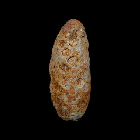 1.8" Fossil Pine Cone Equicalastrobus Replaced By Agate Eocene Age Seeds Fruit