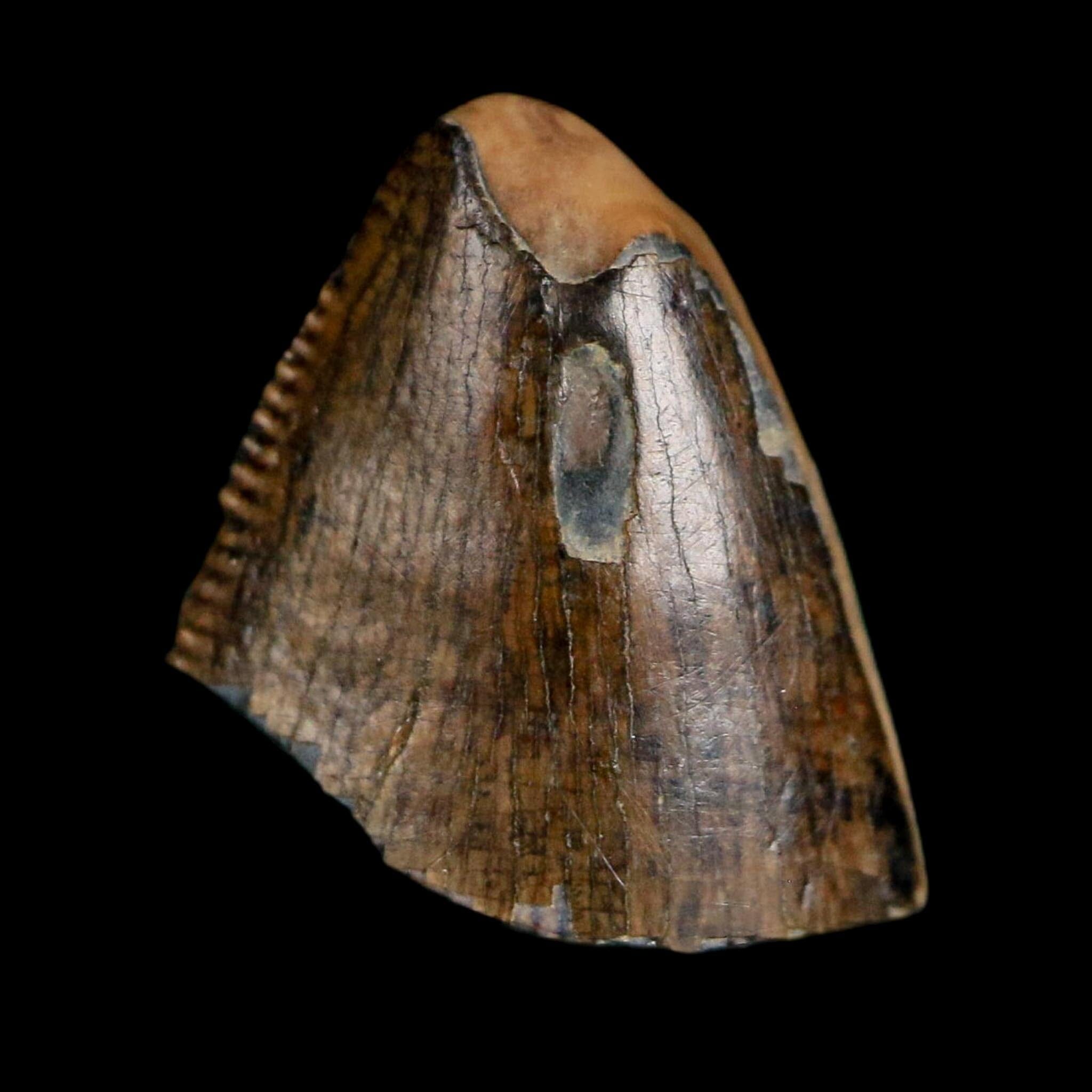 0.5" Tyrannosaurus Rex Fossil Tooth Tip Lance Creek Cretaceous Dinosaur WY COA