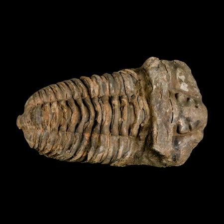 3.6" Flexicalymene Trilobite Fossil Ordovician Age Tazzarine Region Morocco COA