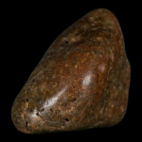 1.9" Sauropod Dinosaur Stomach Stone Gastrolith Rock Gizzard Stone COA - Fossil Age Minerals
