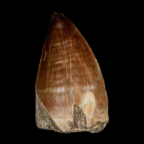 XL 2.1"  Mosasaur Prognathodon Fossil Tooth Cretaceous Dinosaur Era COA & Stand