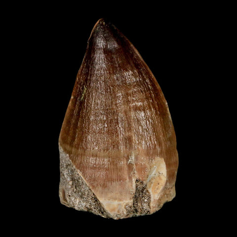 XL 2.1"  Mosasaur Prognathodon Fossil Tooth Cretaceous Dinosaur Era COA & Stand