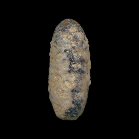1.9" Fossil Pine Cone Equicalastrobus Replaced By Agate Eocene Age Seeds Fruit