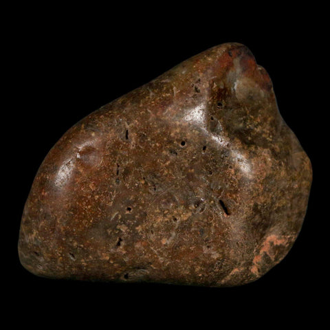 1.9" Sauropod Dinosaur Stomach Stone Gastrolith Rock Gizzard Stone COA - Fossil Age Minerals