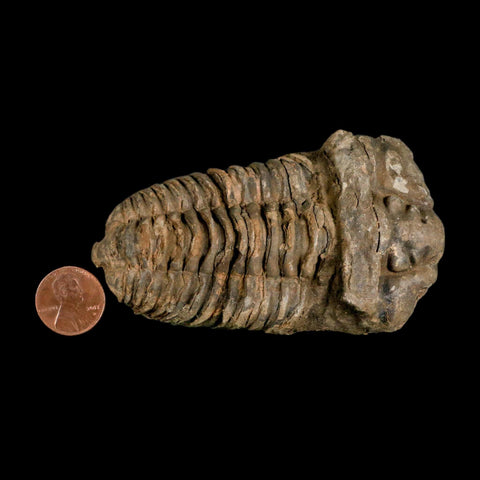3.6" Flexicalymene Trilobite Fossil Ordovician Age Tazzarine Region Morocco COA - Fossil Age Minerals