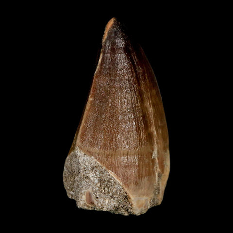 XL 2.1"  Mosasaur Prognathodon Fossil Tooth Cretaceous Dinosaur Era COA & Stand