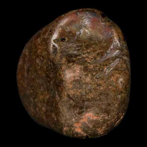 1.9" Sauropod Dinosaur Stomach Stone Gastrolith Rock Gizzard Stone COA - Fossil Age Minerals