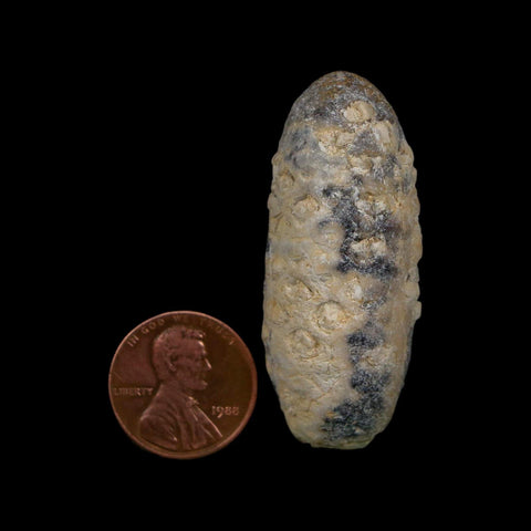 1.9" Fossil Pine Cone Equicalastrobus Replaced By Agate Eocene Age Seeds Fruit