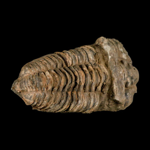3.6" Flexicalymene Trilobite Fossil Ordovician Age Tazzarine Region Morocco COA - Fossil Age Minerals
