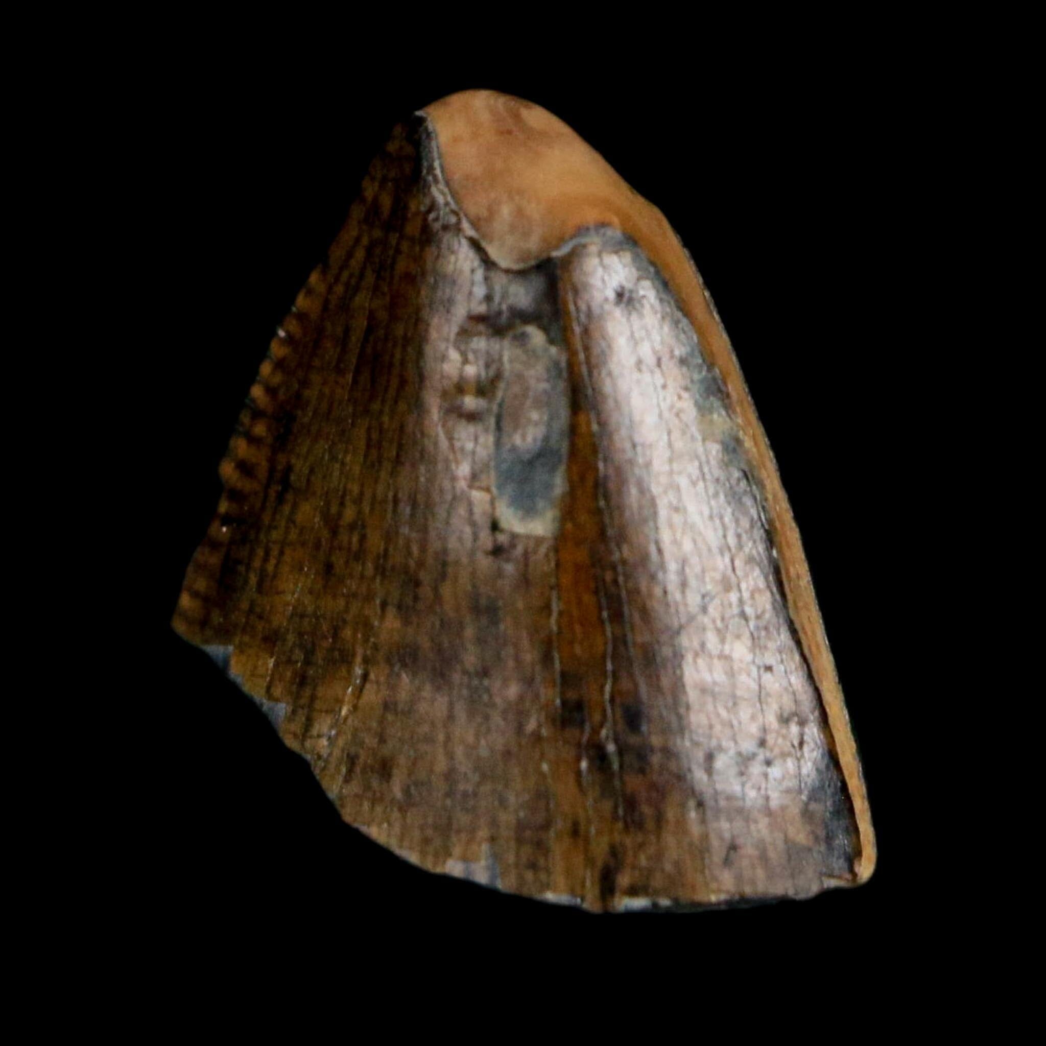 0.5" Tyrannosaurus Rex Fossil Tooth Tip Lance Creek Cretaceous Dinosaur WY COA