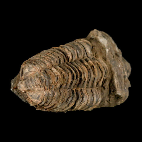 3.6" Flexicalymene Trilobite Fossil Ordovician Age Tazzarine Region Morocco COA - Fossil Age Minerals