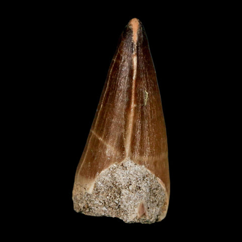 XL 2.1"  Mosasaur Prognathodon Fossil Tooth Cretaceous Dinosaur Era COA & Stand