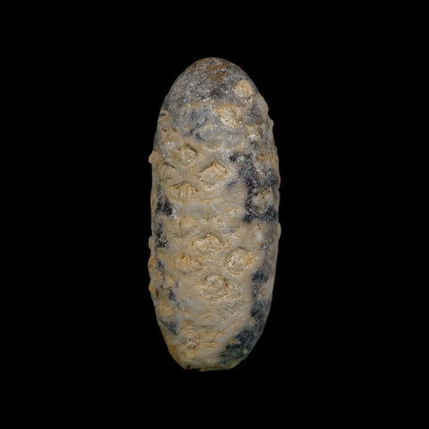 1.9" Fossil Pine Cone Equicalastrobus Replaced By Agate Eocene Age Seeds Fruit