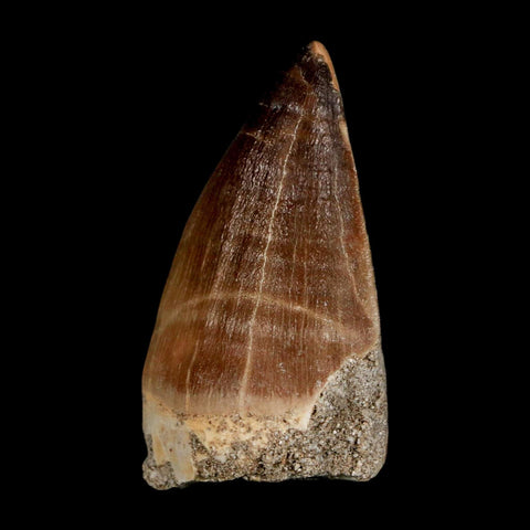 XL 2.1"  Mosasaur Prognathodon Fossil Tooth Cretaceous Dinosaur Era COA & Stand