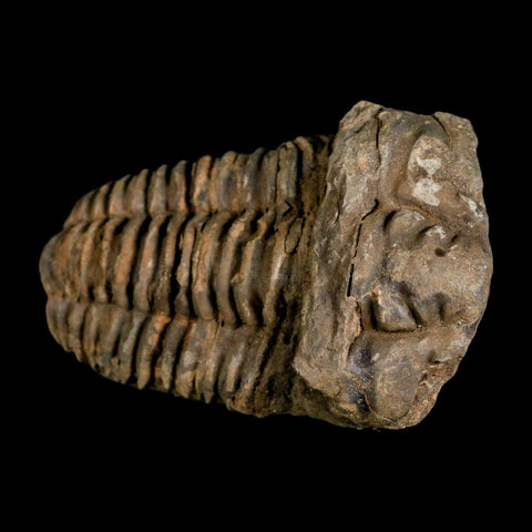 3.6" Flexicalymene Trilobite Fossil Ordovician Age Tazzarine Region Morocco COA - Fossil Age Minerals