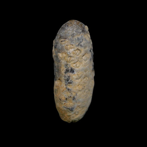 1.9" Fossil Pine Cone Equicalastrobus Replaced By Agate Eocene Age Seeds Fruit