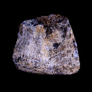 1.2" Centrosaurus Fossil Bone Judith River FM Montana Cretaceous Dinosaur COA