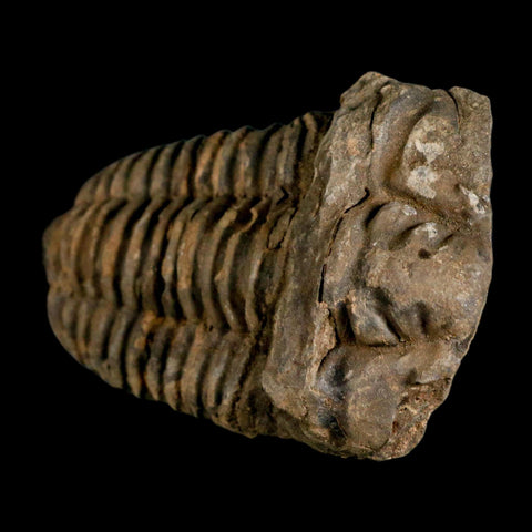 3.6" Flexicalymene Trilobite Fossil Ordovician Age Tazzarine Region Morocco COA - Fossil Age Minerals
