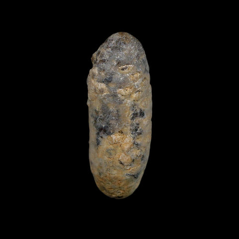 1.9" Fossil Pine Cone Equicalastrobus Replaced By Agate Eocene Age Seeds Fruit