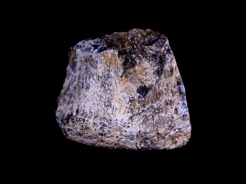 1.2" Centrosaurus Fossil Bone Judith River FM Montana Cretaceous Dinosaur COA - Fossil Age Minerals