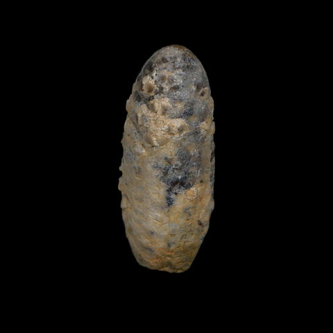 1.9" Fossil Pine Cone Equicalastrobus Replaced By Agate Eocene Age Seeds Fruit