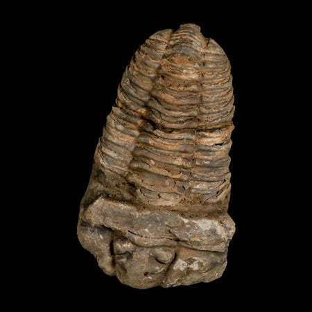 3.6" Flexicalymene Trilobite Fossil Ordovician Age Tazzarine Region Morocco COA