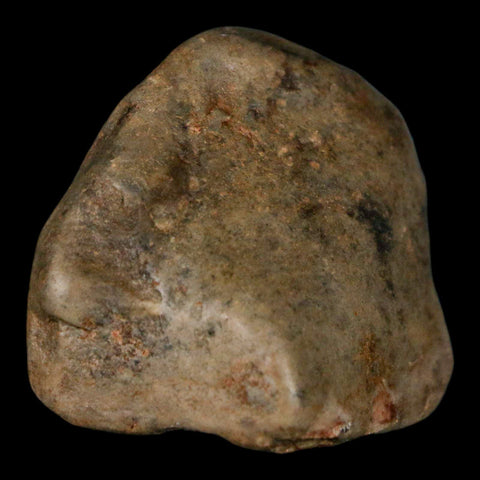 1.6" Sauropod Dinosaur Stomach Stone Gastrolith Rock Gizzard Stone COA - Fossil Age Minerals