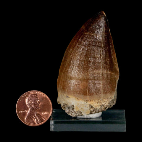 XL 2.1"  Mosasaur Prognathodon Fossil Tooth Cretaceous Dinosaur Era COA & Stand