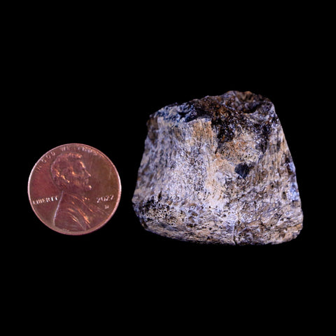 1.2" Centrosaurus Fossil Bone Judith River FM Montana Cretaceous Dinosaur COA - Fossil Age Minerals