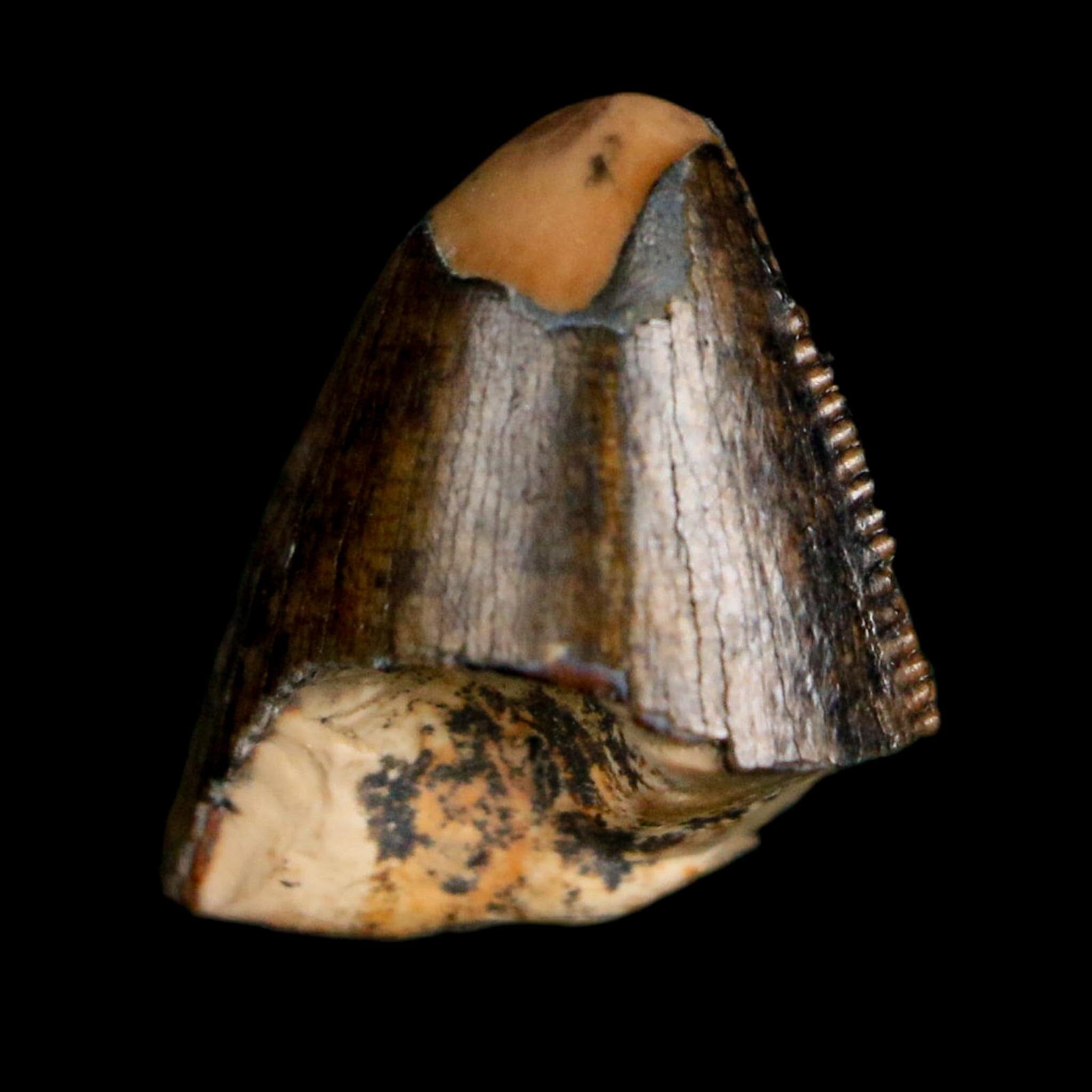 0.5" Tyrannosaurus Rex Fossil Tooth Tip Lance Creek Cretaceous Dinosaur WY COA