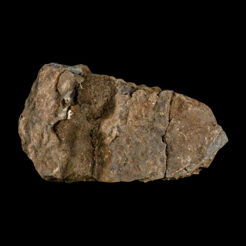 3.6" Flexicalymene Trilobite Fossil Ordovician Age Tazzarine Region Morocco COA - Fossil Age Minerals