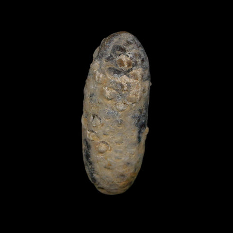 1.9" Fossil Pine Cone Equicalastrobus Replaced By Agate Eocene Age Seeds Fruit