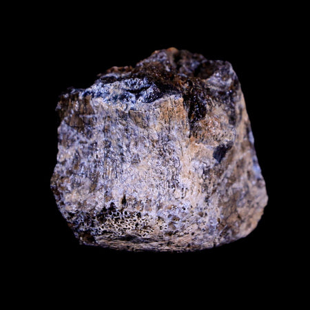 1.2" Centrosaurus Fossil Bone Judith River FM Montana Cretaceous Dinosaur COA
