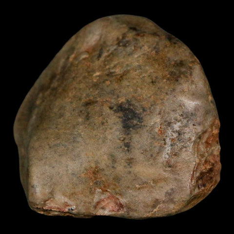 1.6" Sauropod Dinosaur Stomach Stone Gastrolith Rock Gizzard Stone COA - Fossil Age Minerals