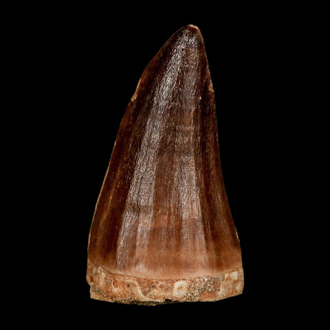 XL 2.2" Mosasaur Prognathodon Fossil Tooth Cretaceous Dinosaur Era COA & Stand