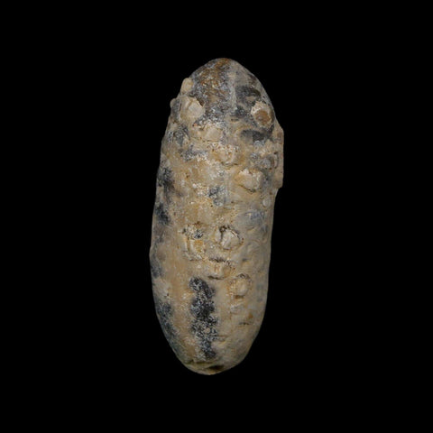 1.9" Fossil Pine Cone Equicalastrobus Replaced By Agate Eocene Age Seeds Fruit